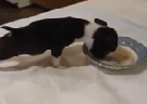 Clique Aqui para baixar o Vídeo  Cachorro Empolgado com a Comida