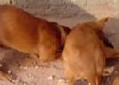 Clique Aqui para baixar o Vídeo  Cachorros x Ratazana