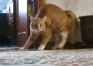 Clique Aqui para baixar o Vídeo  Gato Possuído Video