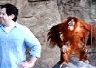 Clique Aqui para baixar o Vídeo  Macaco de Imitação