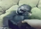 Clique Aqui para baixar o Vídeo  Macaco Sorrindo