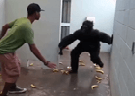 Clique Aqui para baixar o Vídeo  Pegadinha do Macaco