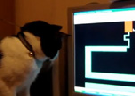 Clique Aqui para baixar o Vídeo  Susto no Gato Labirinto