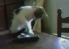 Clique Aqui para baixar o Vídeo  Gatos Malucos