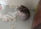 Clique Aqui para baixar o Vídeo  Hamster Engraçado