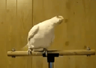 Clique Aqui para baixar o Vídeo  Papagaio Dançarino